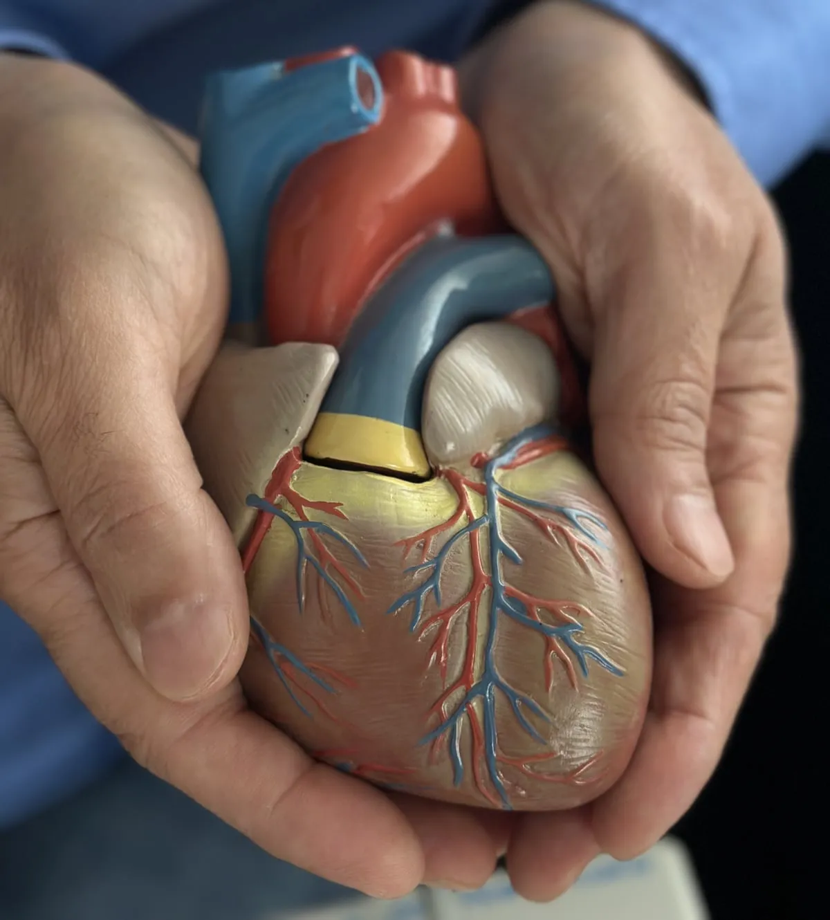 Herzmodell in schützenden Händen – Kardiologie