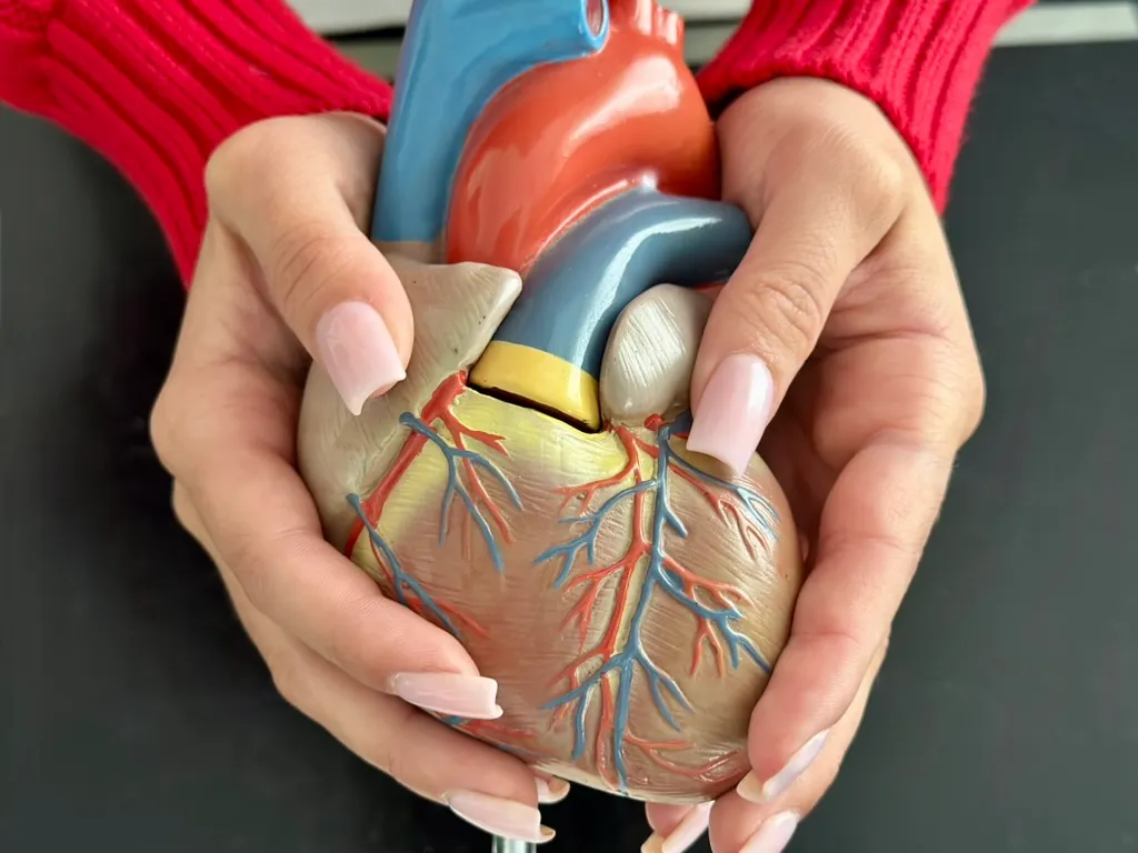 Hände halten ein anatomisches Herzmodell